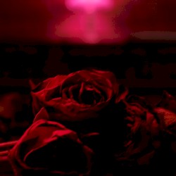 Without Your Love