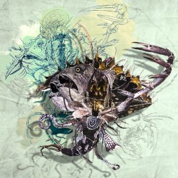 The Mollusk Sessions