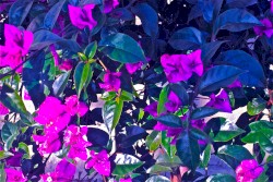 Roses Exodus