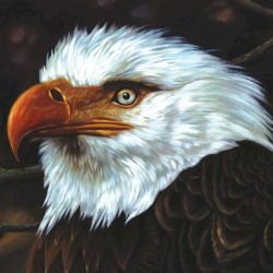 The Hawk Is Howling