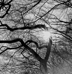 Pray for the Hollow Sun