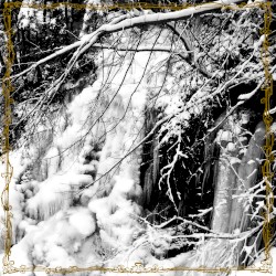 The Forest Kingdom