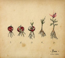 Rosa