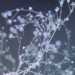 The Beauty of Death