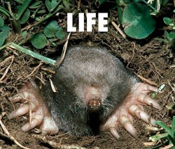 LIFE