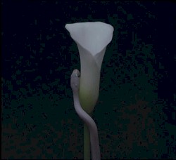 Parrhesia